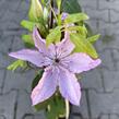 Plamének 'Nelly Moser' - Clematis 'Nelly Moser'