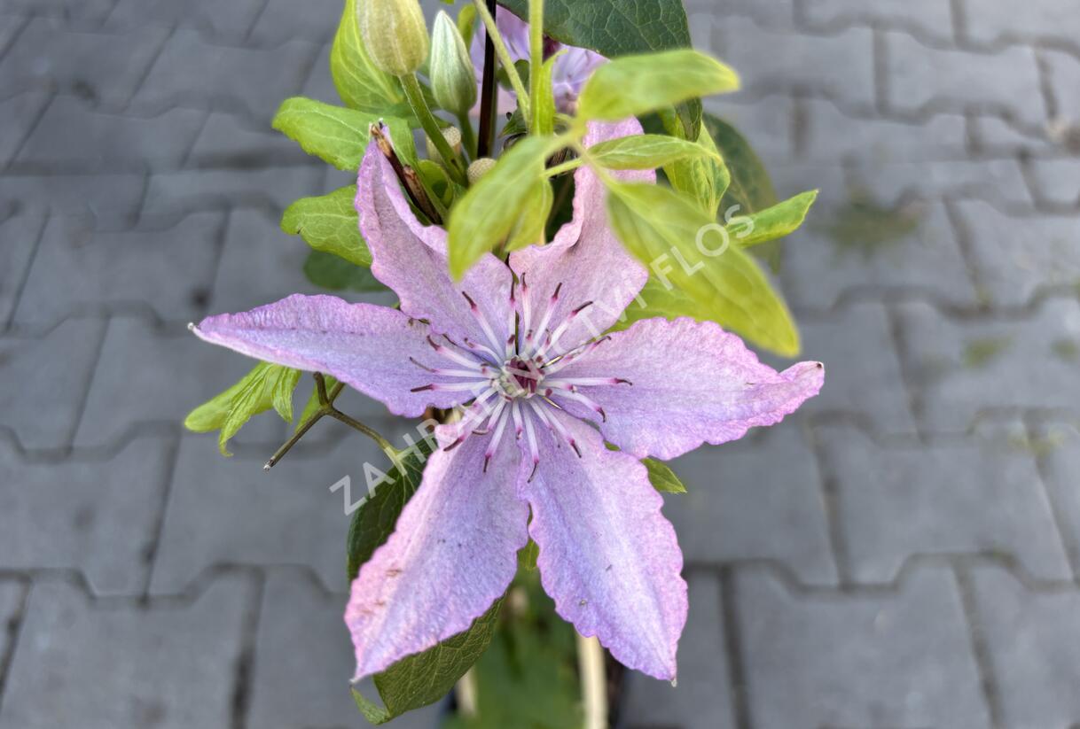 Plamének 'Nelly Moser' - Clematis 'Nelly Moser'