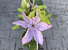 Plamének 'Nelly Moser' - Clematis 'Nelly Moser'