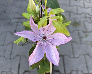 Plamének 'Nelly Moser'