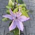 Clematis 'Nelly Moser'.JPG