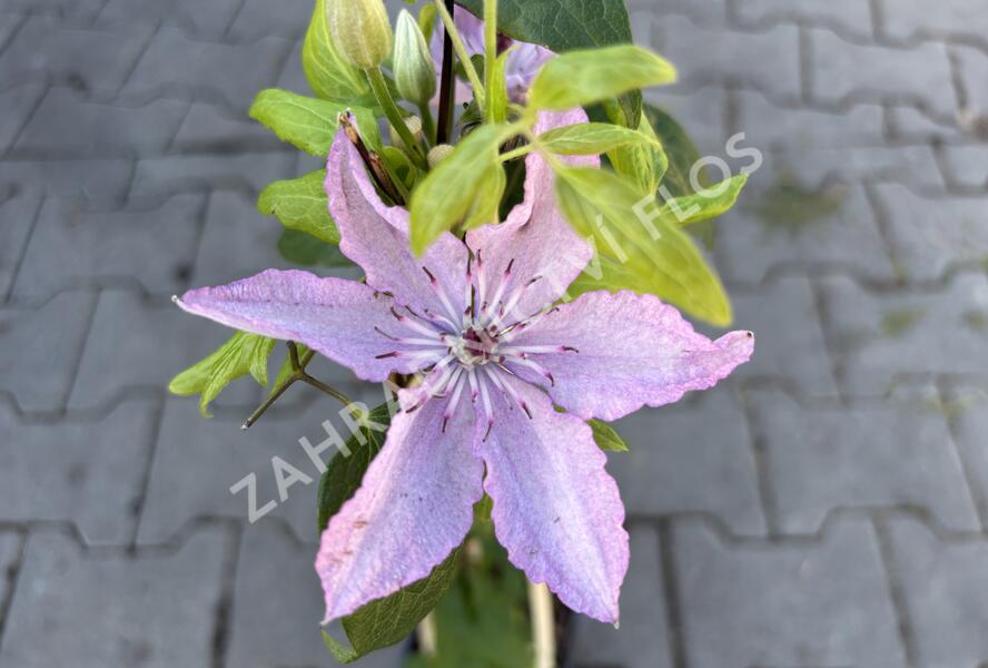 Plamének 'Nelly Moser' - Clematis 'Nelly Moser'