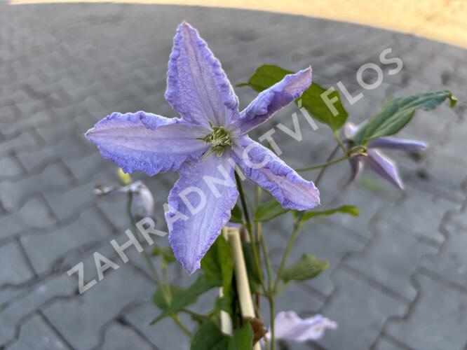 Plamének 'Blue Angel' - Clematis 'Blue Angel'