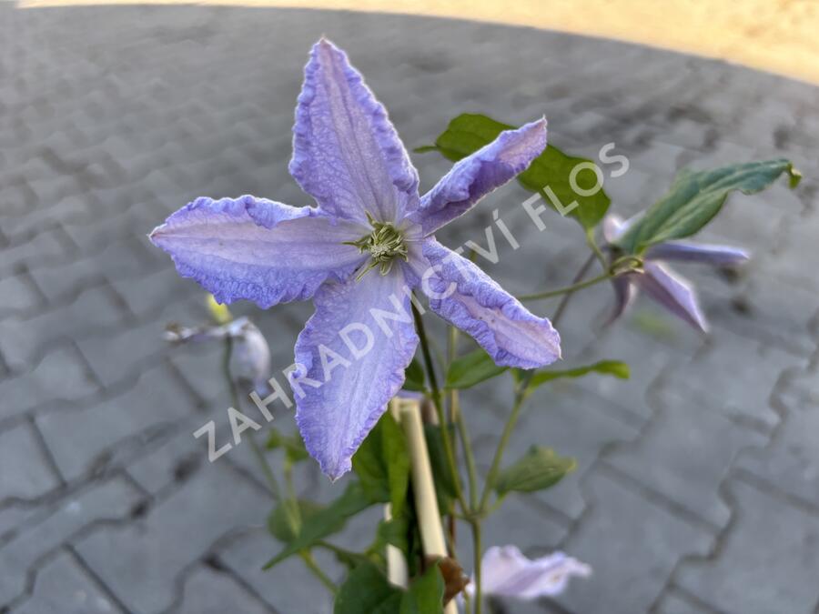 Plamének 'Blue Angel' - Clematis 'Blue Angel'