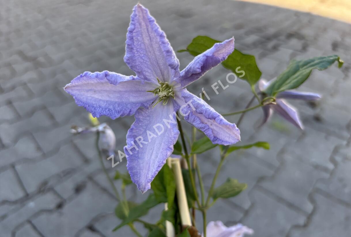 Plamének 'Blue Angel' - Clematis 'Blue Angel'