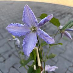 Plamének 'Blue Angel' - Clematis 'Blue Angel'
