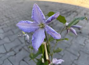 Plamének 'Blue Angel' - Clematis 'Blue Angel'
