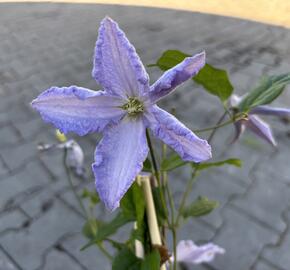 Plamének 'Blue Angel' - Clematis 'Blue Angel'