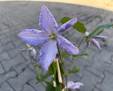 Plamének 'Blue Angel'