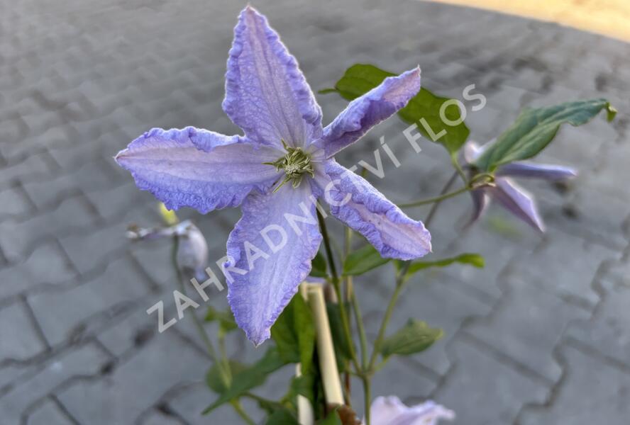 Plamének 'Blue Angel' - Clematis 'Blue Angel'