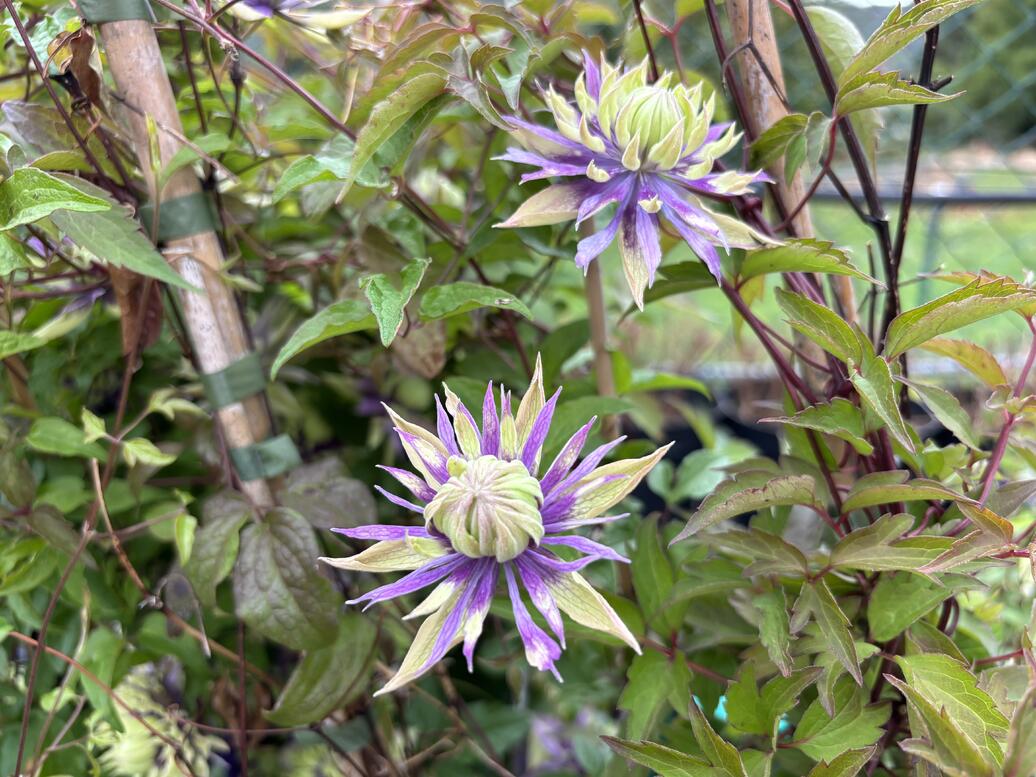 Clematis ''Taiga''_01
