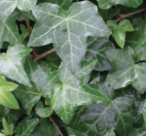 Břečťan popínavý 'Elja' - Hedera helix 'Elja'