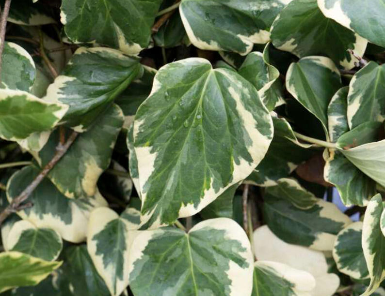 Břečťan kavkazský 'Dentata' - Hedera colchica 'Dentata'