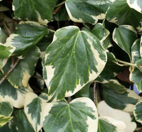 Břečťan kavkazský 'Dentata'