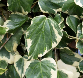 Břečťan kavkazský 'Dentata' - Hedera colchica 'Dentata'