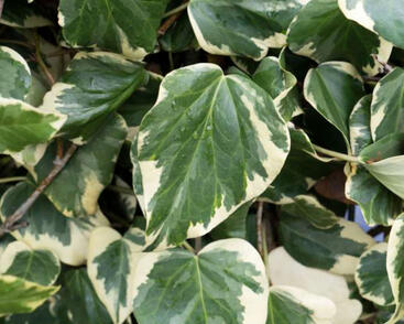 Břečťan kavkazský 'Dentata'