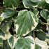 Hedera colchica 'Dentata'.png