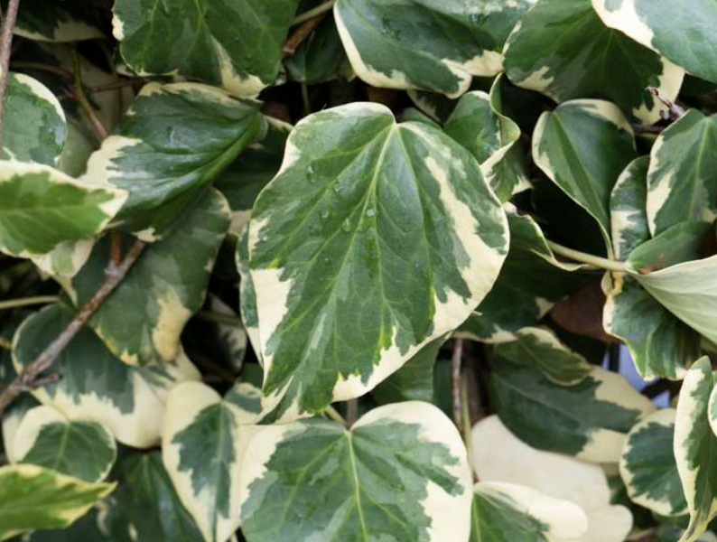 Břečťan kavkazský 'Dentata' - Hedera colchica 'Dentata'