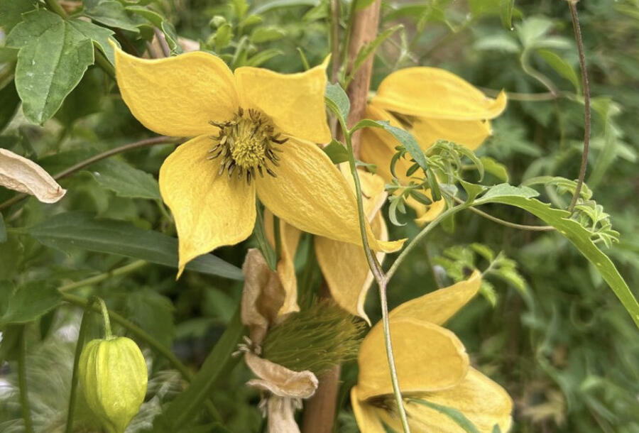 Plamének tangutský 'Kaska' - Clematis tangutica 'Kaska'