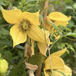 Plamének tangutský 'Kaska' - Clematis tangutica 'Kaska'