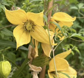 Plamének tangutský 'Kaska' - Clematis tangutica 'Kaska'