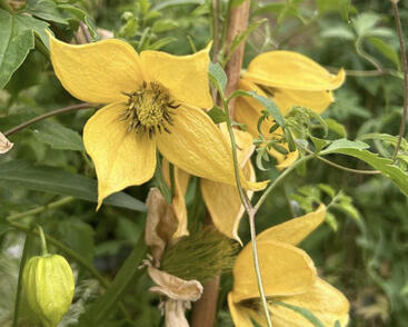 Plamének tangutský 'Kaska'