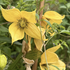 Clematis tangutica 'Kaska'.png