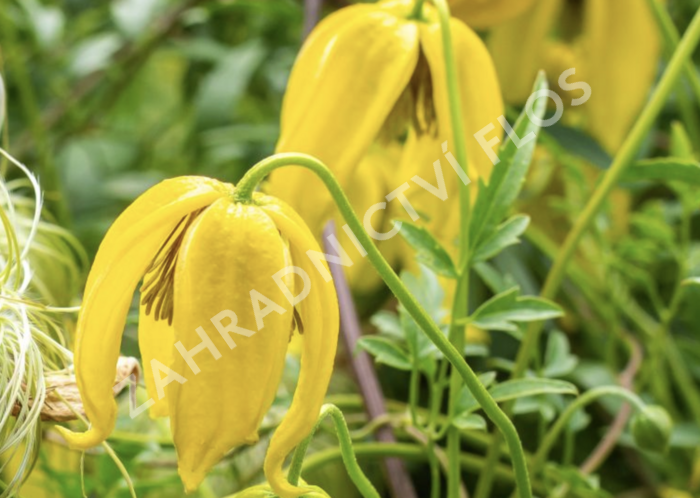 Plamének tangutský 'Lambton Park' - Clematis tangutica 'Lambton Park'