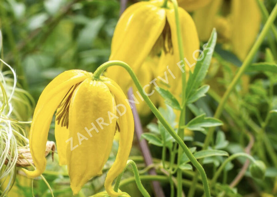 Plamének tangutský 'Lambton Park' - Clematis tangutica 'Lambton Park'