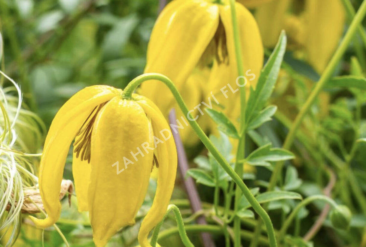 Plamének tangutský 'Lambton Park' - Clematis tangutica 'Lambton Park'