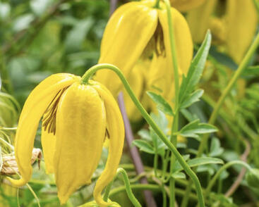 Plamének tangutský 'Lambton Park'