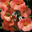 Trubač 'Guilfoylei' - Campsis x tagliabuana 'Guilfoylei'