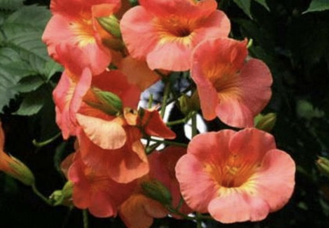 Trubač 'Guilfoylei' - Campsis x tagliabuana 'Guilfoylei'