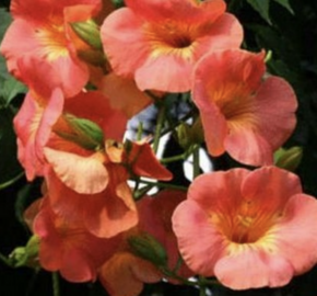 Trubač 'Guilfoylei' - Campsis x tagliabuana 'Guilfoylei'
