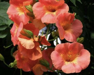 Trubač 'Guilfoylei'