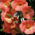 Campsis x tagliabuana 'Guilfoylei'.png