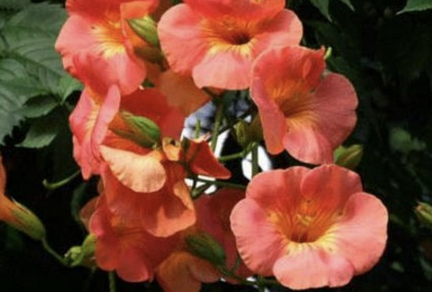 Trubač 'Guilfoylei' - Campsis x tagliabuana 'Guilfoylei'