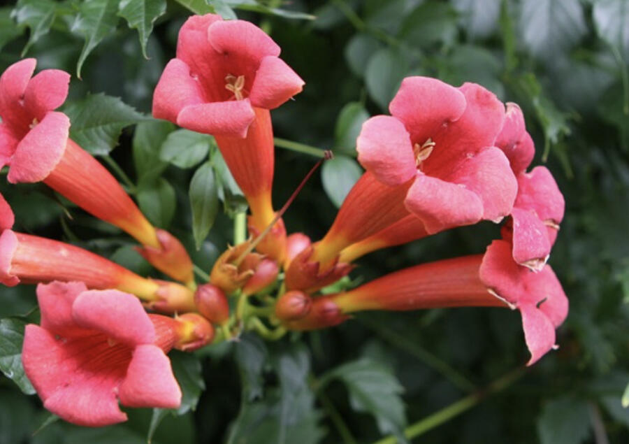 Trubač kořenující 'Gabor' - Campsis radicans 'Gabor'