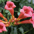 Trubač kořenující 'Gabor' - Campsis radicans 'Gabor'