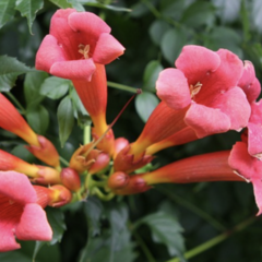 Trubač kořenující 'Gabor' - Campsis radicans 'Gabor'