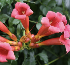 Trubač kořenující 'Gabor' - Campsis radicans 'Gabor'