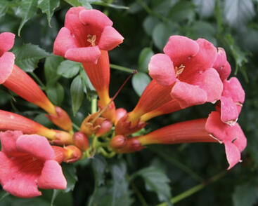 Trubač kořenující 'Gabor'