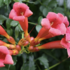Campsis radicans 'Gabor'.png