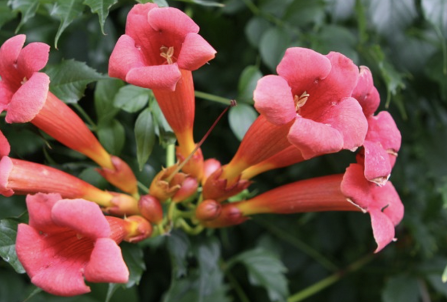 Trubač kořenující 'Gabor' - Campsis radicans 'Gabor'