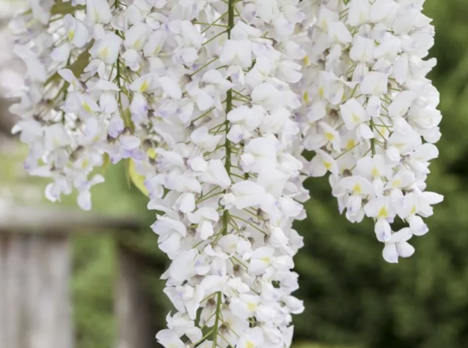 Vistárie americká 'Nivea' - Wisteria frutescens 'Nivea'