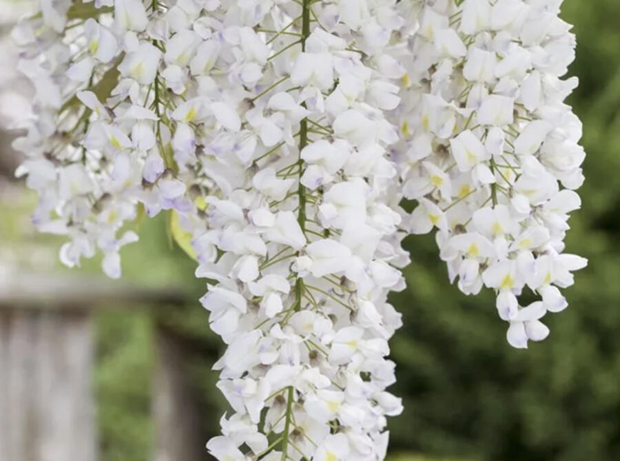Vistárie americká 'Nivea' - Wisteria frutescens 'Nivea'