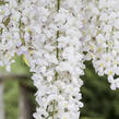 Vistárie americká 'Nivea' - Wisteria frutescens 'Nivea'