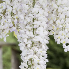 Vistárie americká 'Nivea' - Wisteria frutescens 'Nivea'