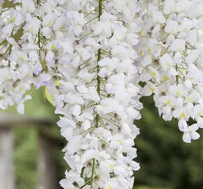 Vistárie americká 'Nivea'