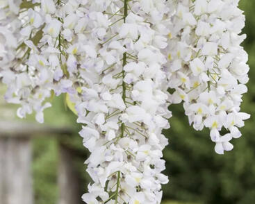 Vistárie americká 'Nivea'